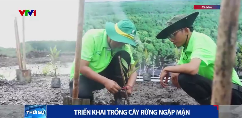 Petrovietnam trồng rừng ngập mặn – lan tỏa hành động vì một việt nam xanh